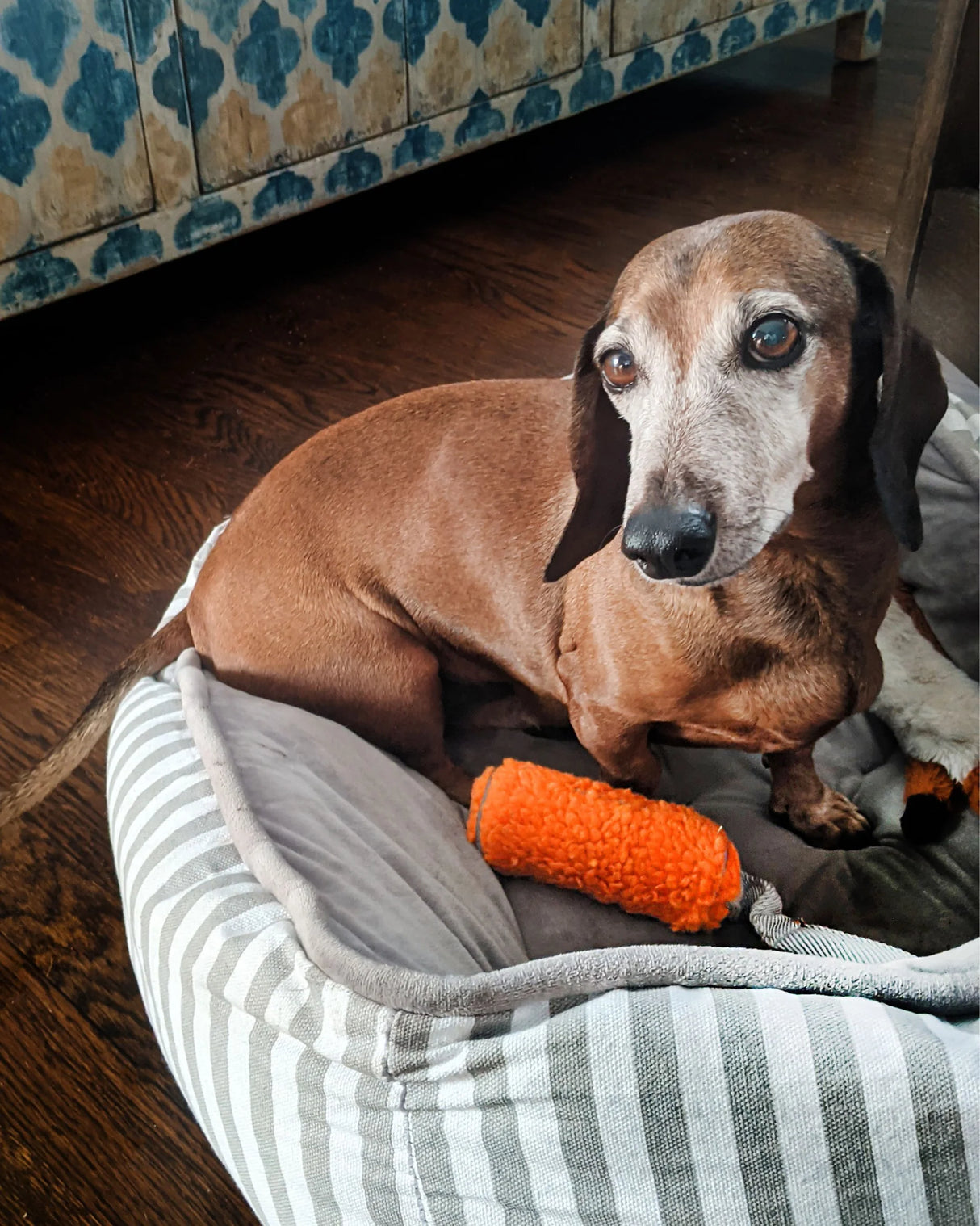 N GAGE Cozy Bumper Junior Interactive Plush Dog Toy, Orange