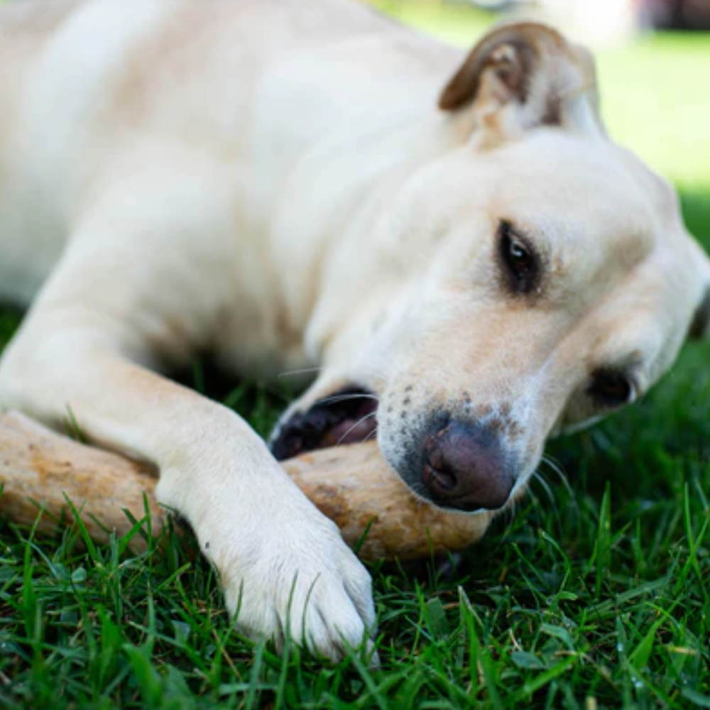 Jim & Benny's Coffee Wood Chew For Dogs