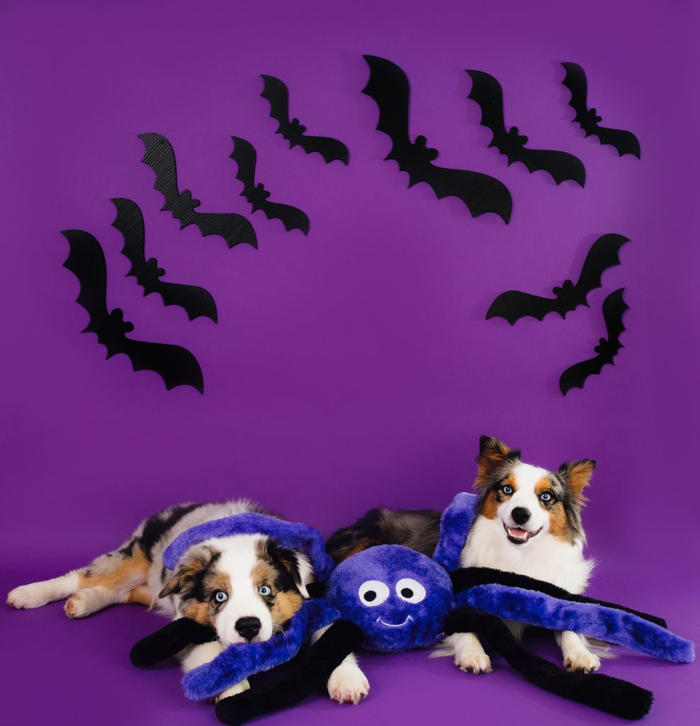 Zippy Paws Halloween 2025 Grunterz Plush Dog Toy, Purple Spider