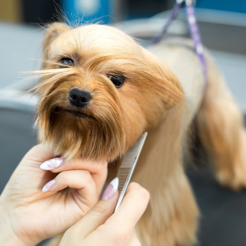 Chris Christensen Greyhound-Style Buttercomb for Dogs & Cats