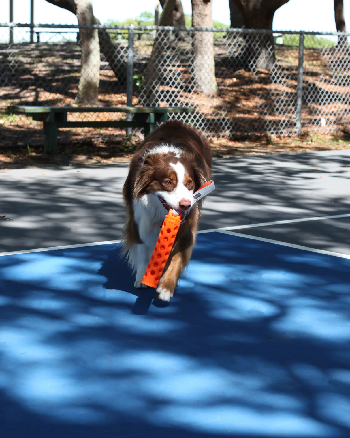 N GAGE Active Bumper Reg Interactive Rubber Dog Toy, Orange