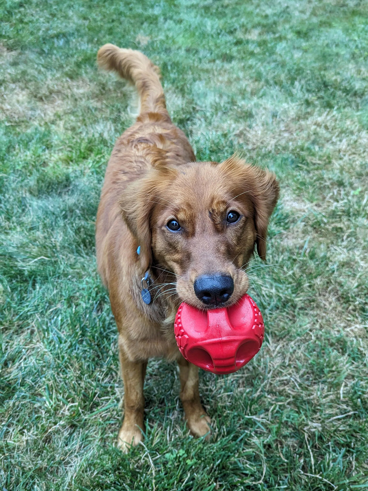 N GAGE Hydro Handler Ball Interactive Rubber Dog Toy, Red