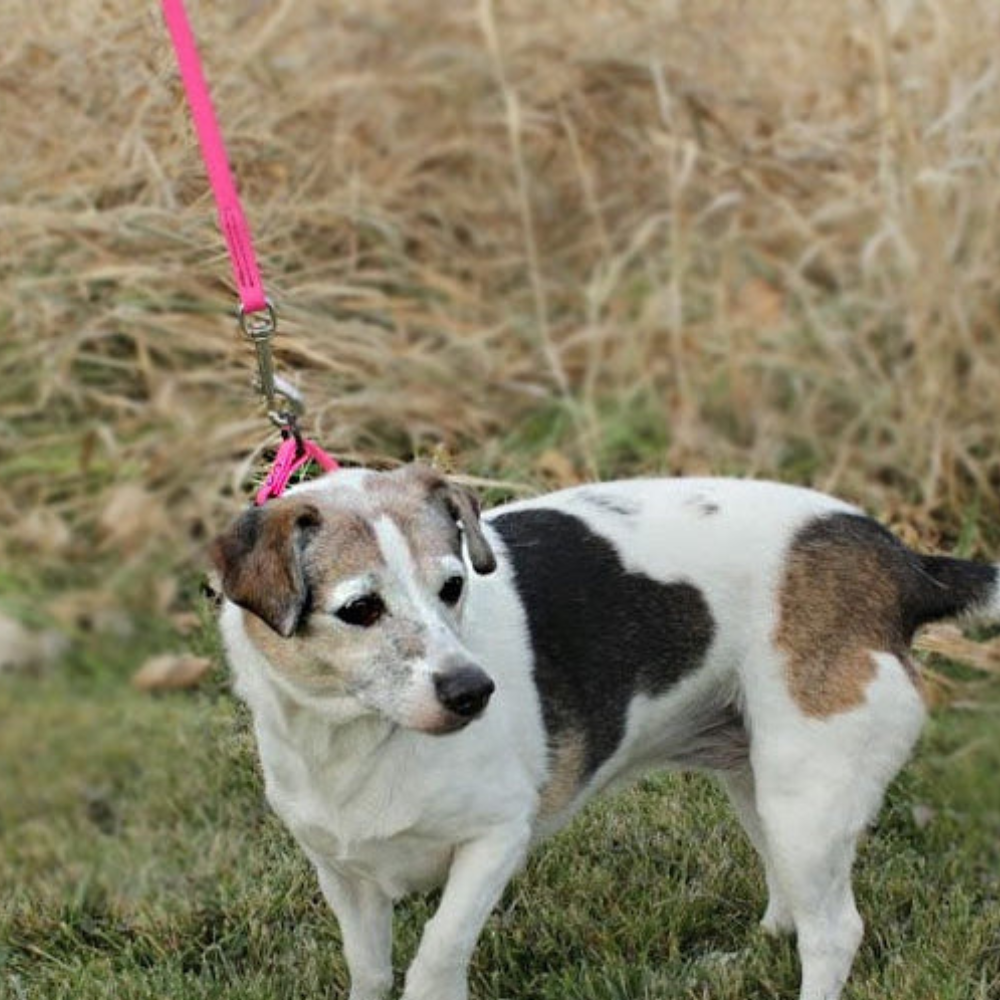 WDB Biothane Dog Leash with Snap, 3/8" x 6ft