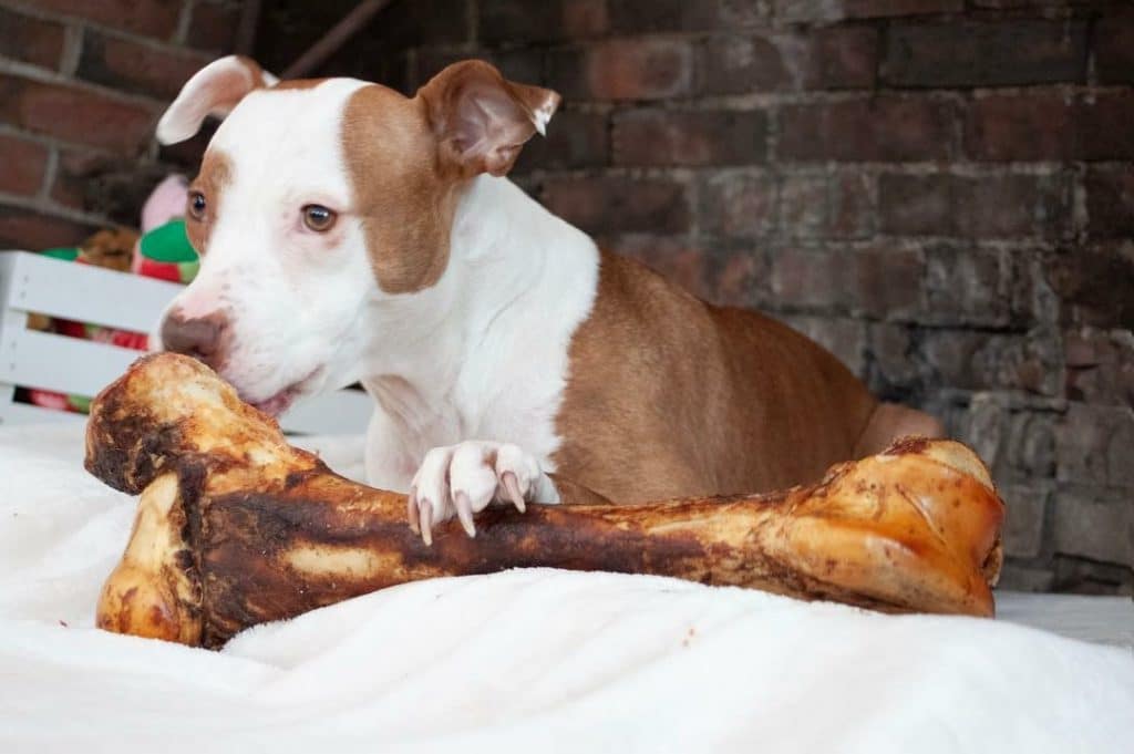 Redbarn Mammoth Beef Femur Bone Dog Treat
