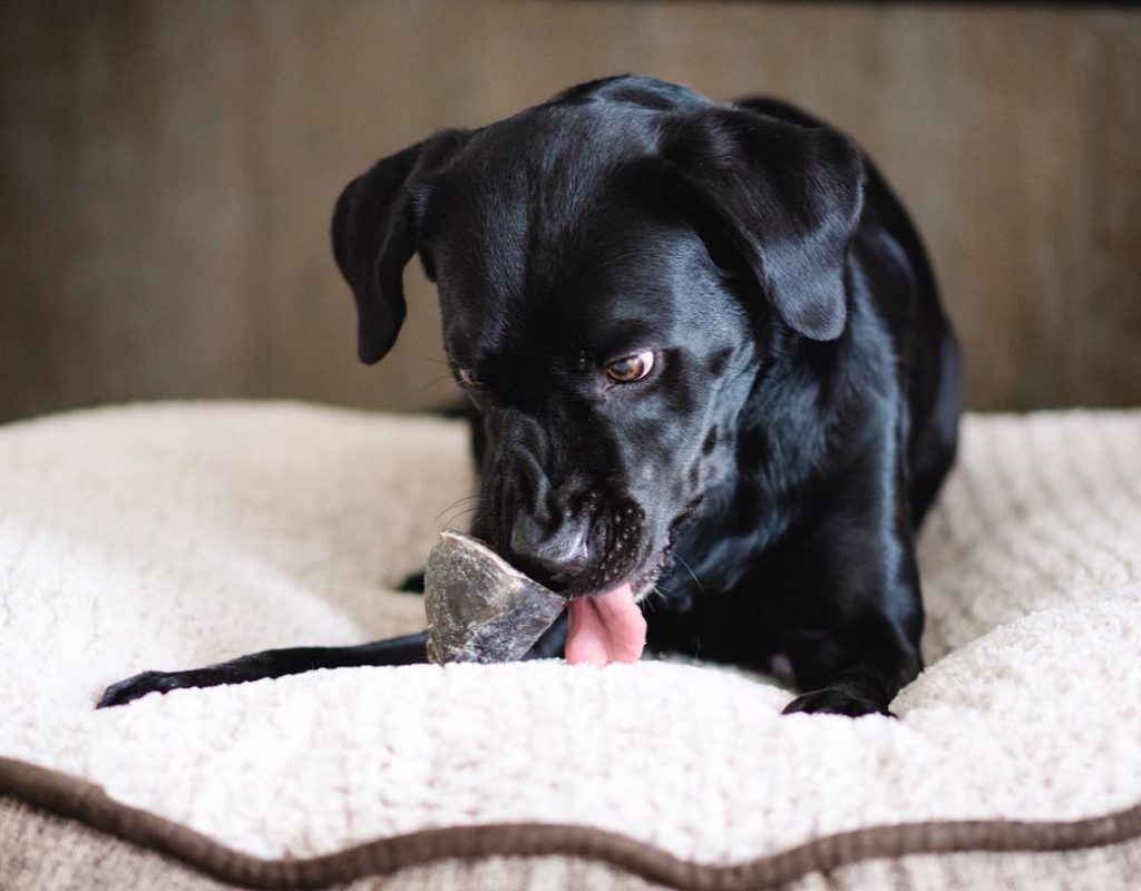 Redbarn Cheese N' Bacon Filled Hoof Chew For Dogs