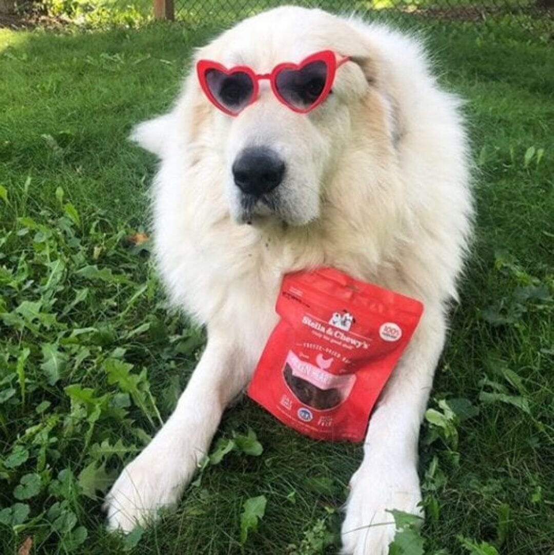 Stella & Chewy's Freeze Dried Chicken Heart Treats For Dogs