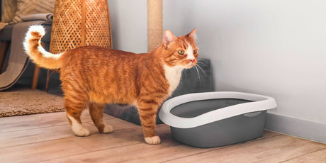 Why Cats Pee Outside the Litter Box: Causes & Solutions