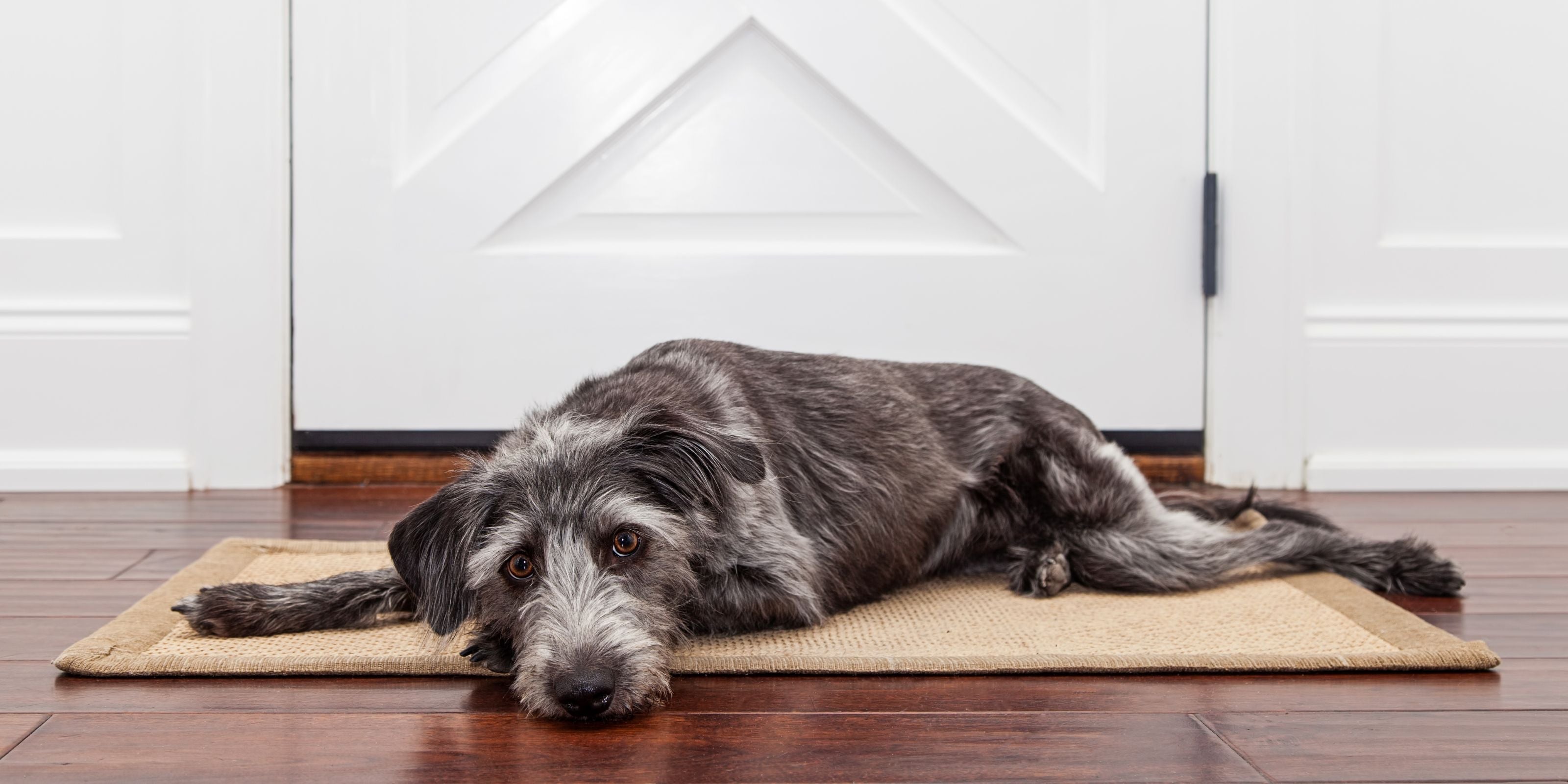 How Long Can You Leave Your Pet Home Alone?