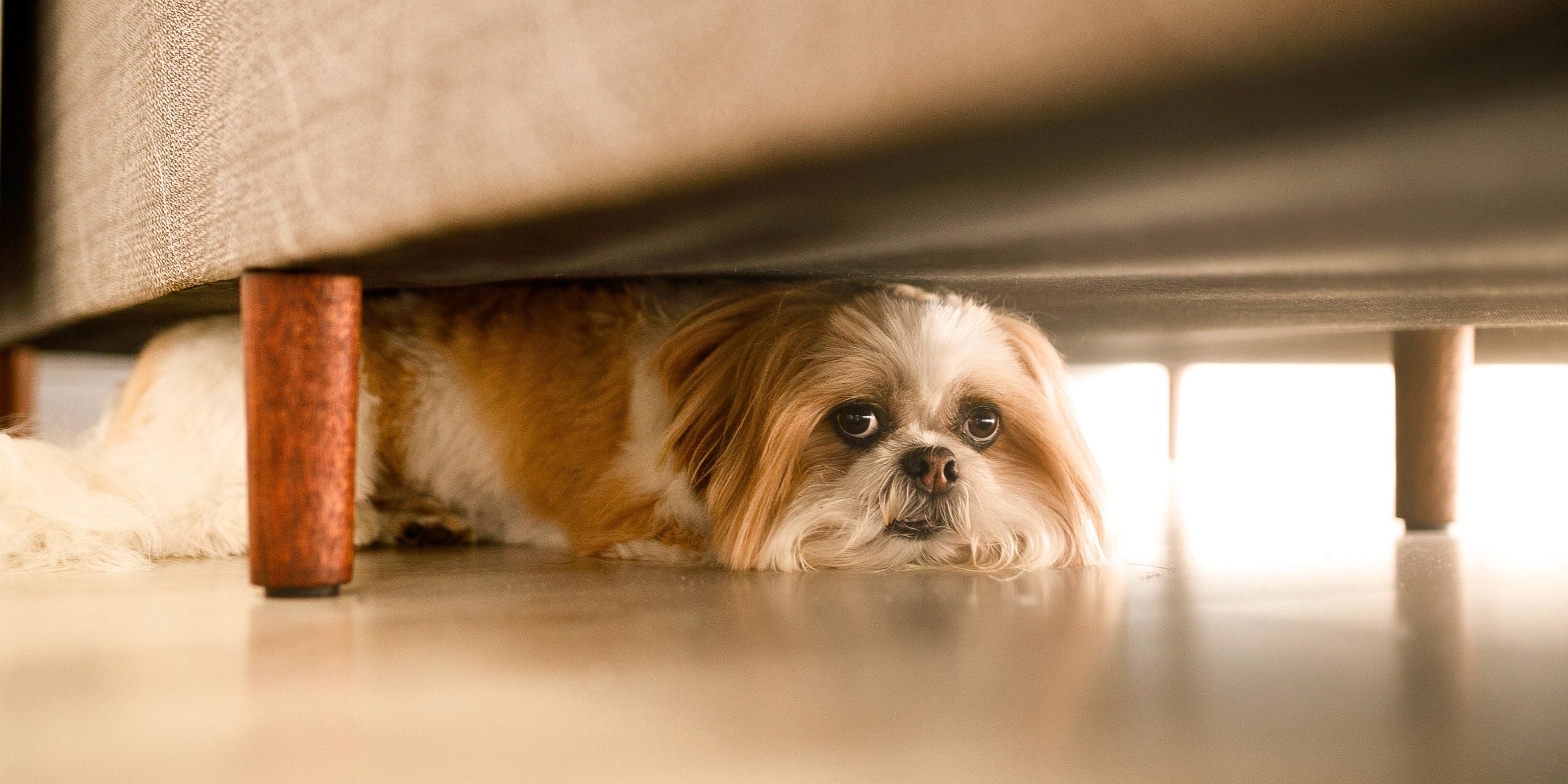 How to Prepare Your Dog for Fireworks