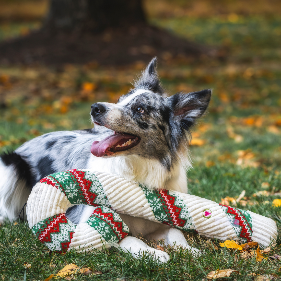 HuggleHound Holiday 2025 Wintergreen Candy Cane Plush Dog Toy, Super-Size