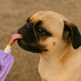Bark Bistro Buddy Butter Peanut Butter Treat for Dogs, Beef Broth