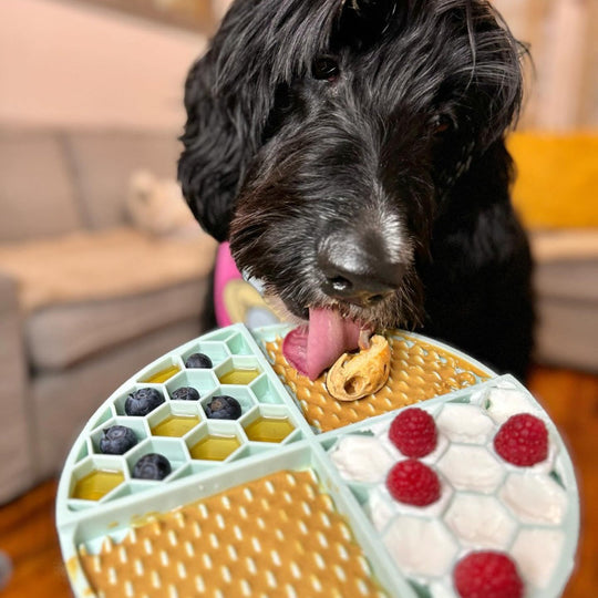 Bark Bistro Buddy Butter Peanut Butter Treat for Dogs, Beef Broth