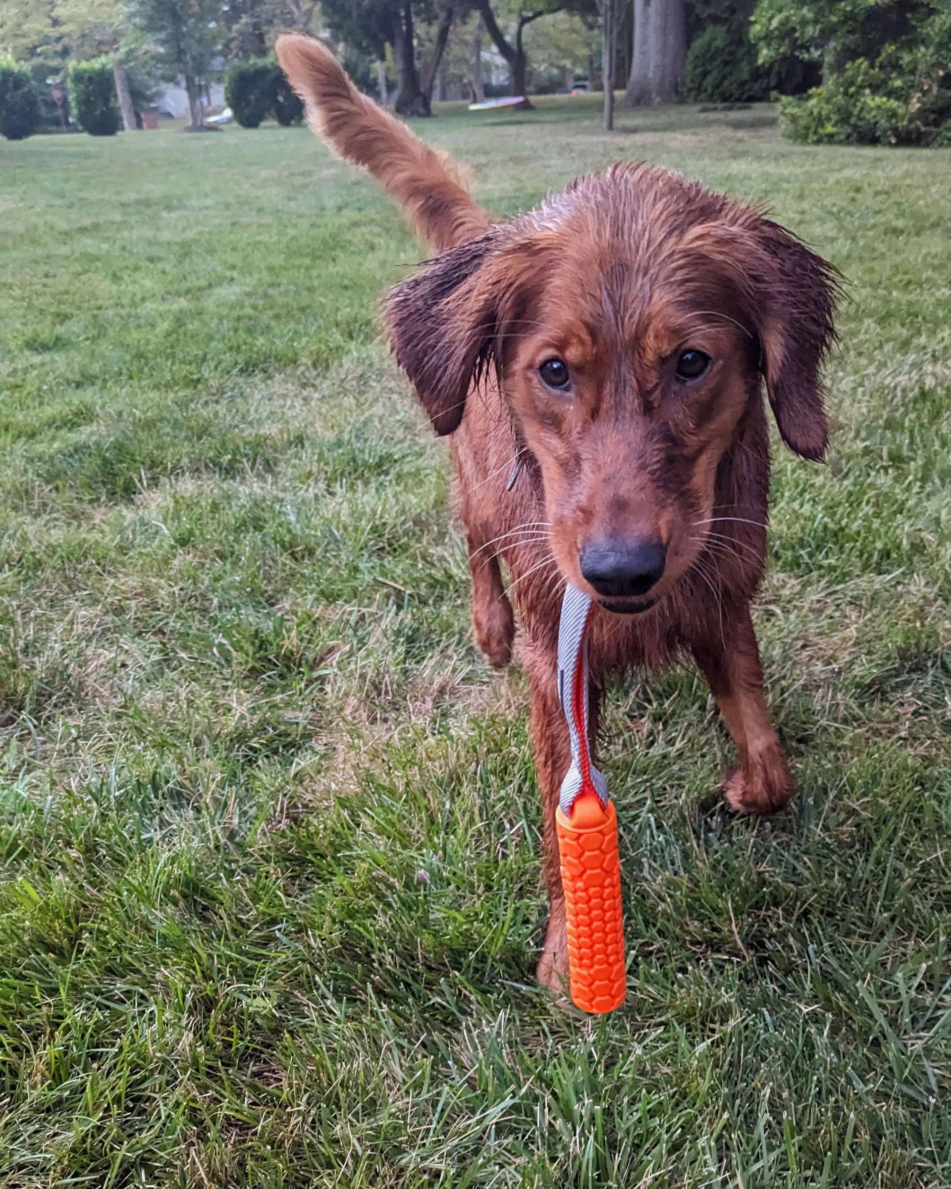 N GAGE Classic Bumper Junior Interactive Rubber Dog Toy, Orange