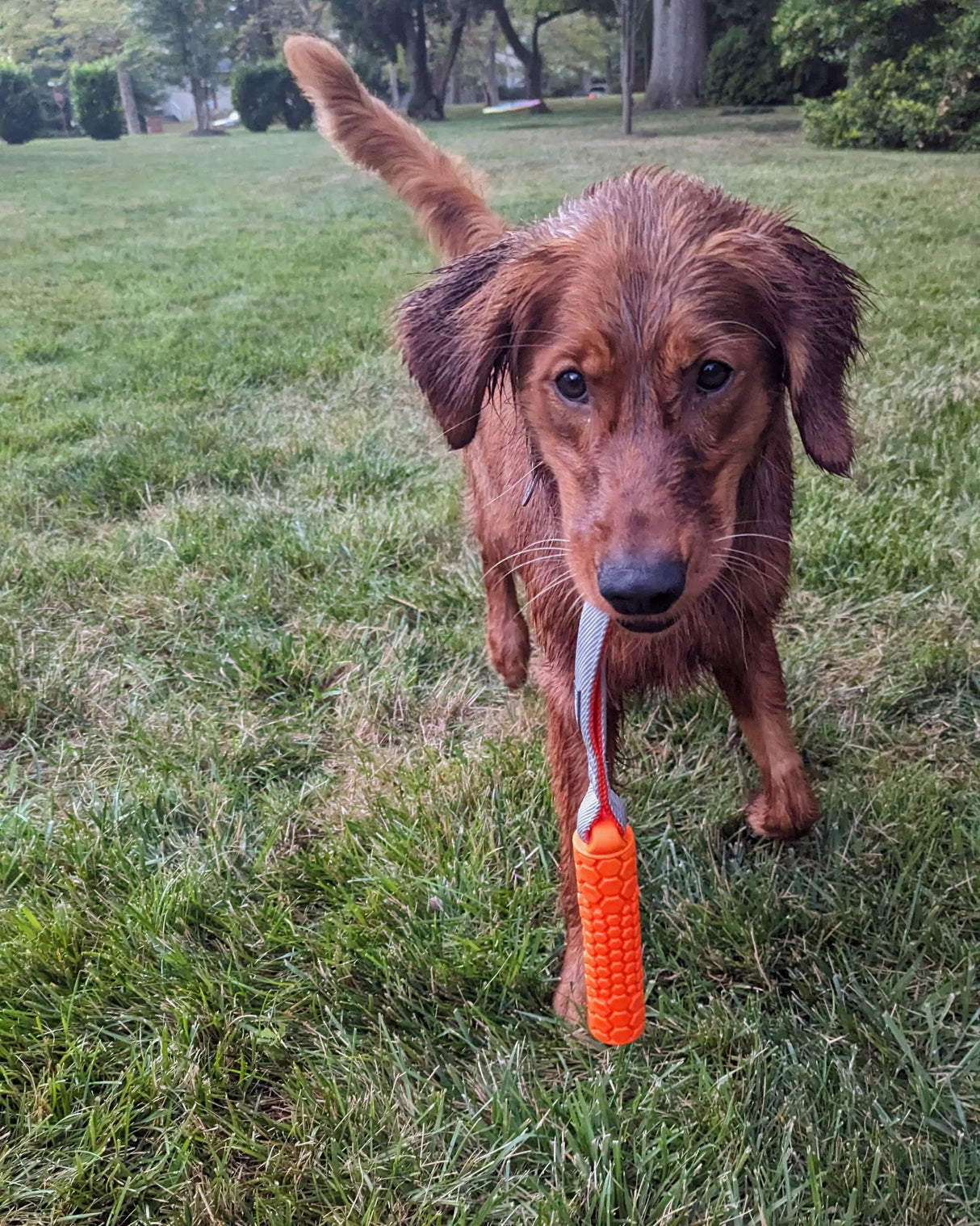 N GAGE Classic Bumper Junior Interactive Rubber Dog Toy, Orange