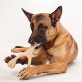 BetterBone Medium Density Beef Flavored Dental Chew Toy For Dogs