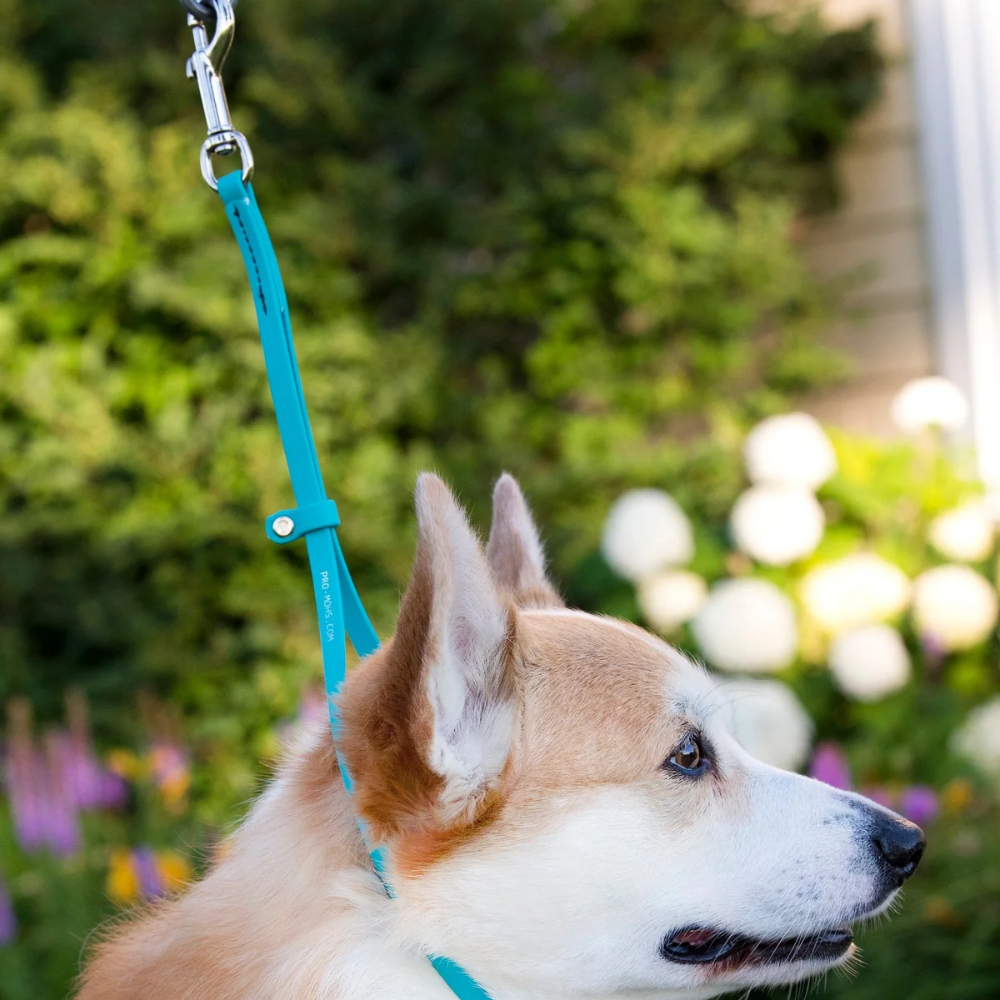 WDB Biothane Dog Grooming Noose, 3/8" x 18"