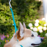 WDB Biothane Dog Grooming Noose, 3/8" x 18"