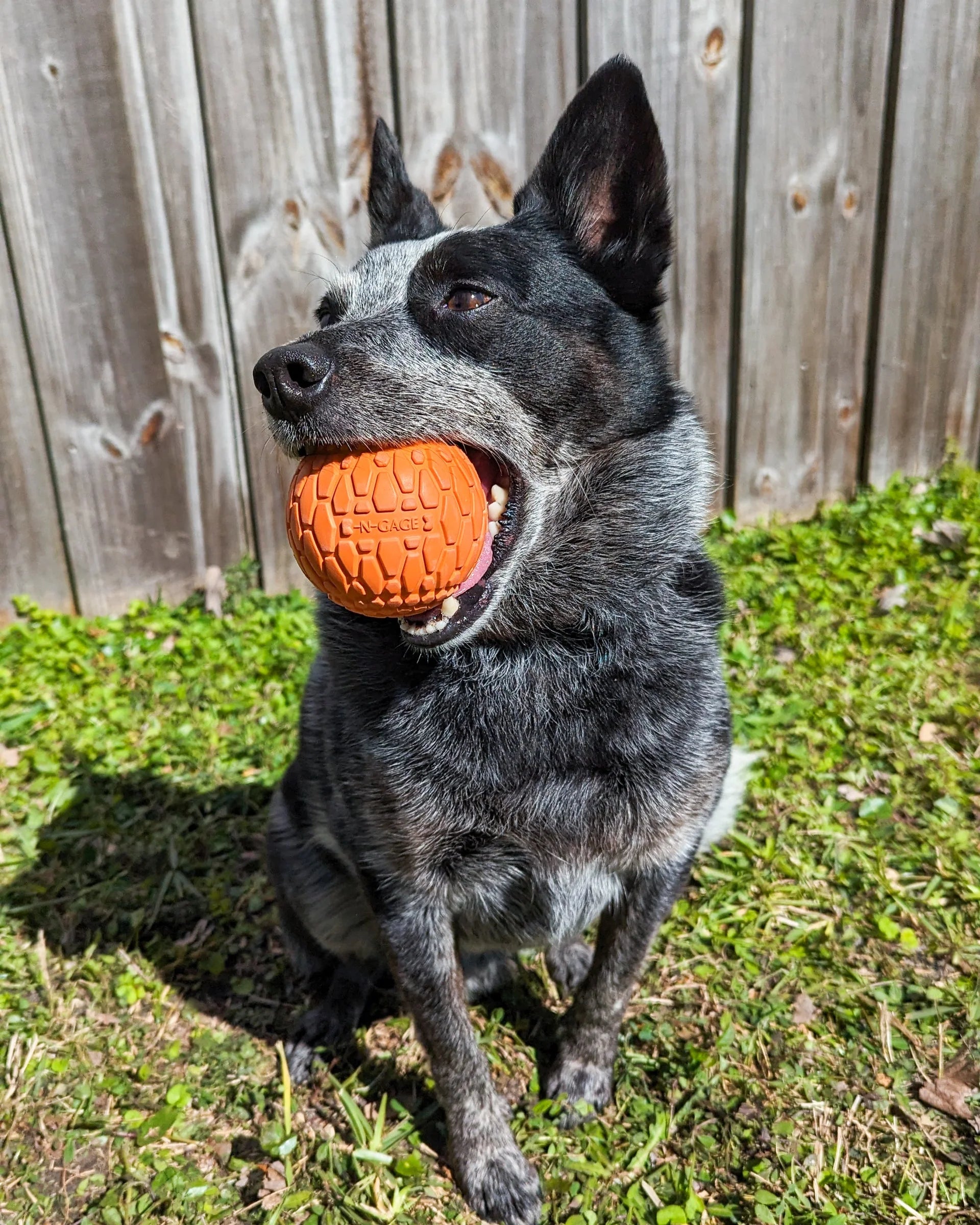 N GAGE Classic Squeaker Ball Interactive Rubber Dog Toy, Orange