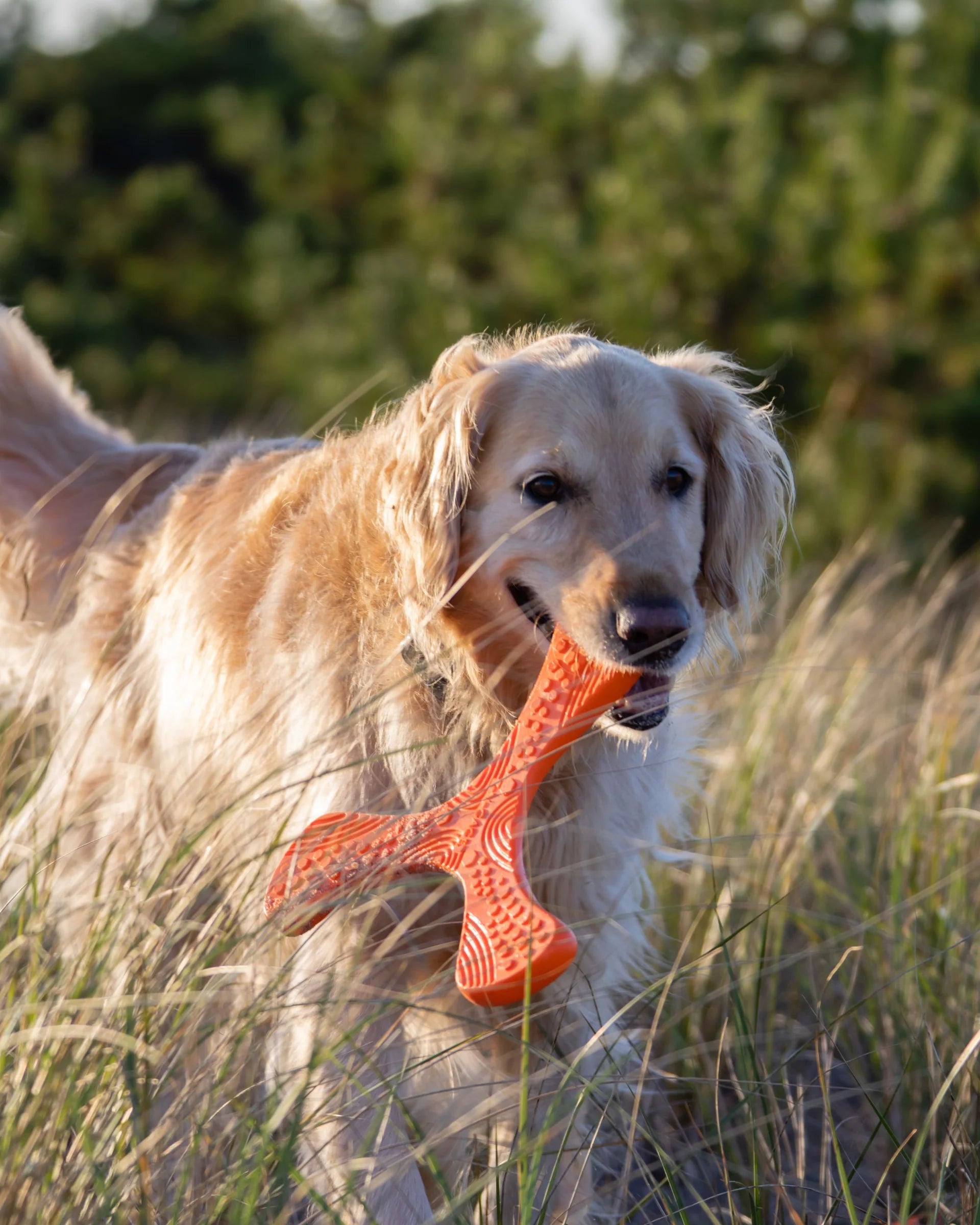 N GAGE Hydro Propellor Reg Interactive Rubber Dog Toy, Orange