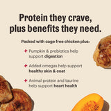 The Honest Kitchen Protein Plus Whole Food Clusters Grain Free Chicken Recipe Dry Dog Food