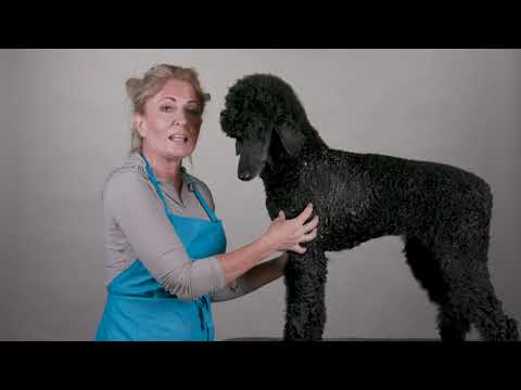 Chris Christensen Clean Start Clarifying Shampoo For Dogs