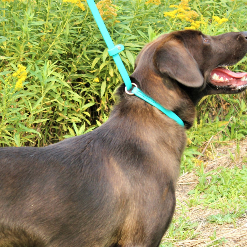 WDB Biothane Dog Slip Leash, 1/2" x 6ft