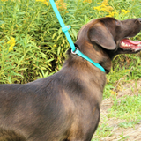 WDB Biothane Dog Slip Leash, 1/2" x 6ft
