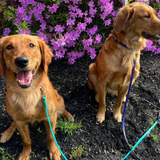WDB Biothane Dog Leash with Snap, 3/8" x 6ft