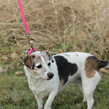 WDB Biothane Dog Leash with Snap, 3/8" x 6ft