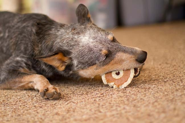 Redbarn Peanut Butter Bagel Dog Treat