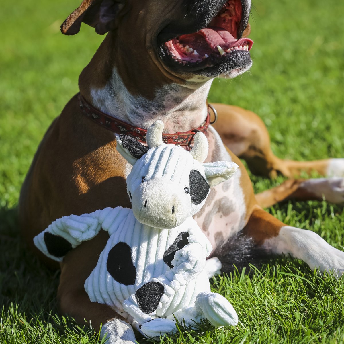 Hugglehounds Surtido Wee Knotties, Paquete De 6 (alce, Conej | Meses