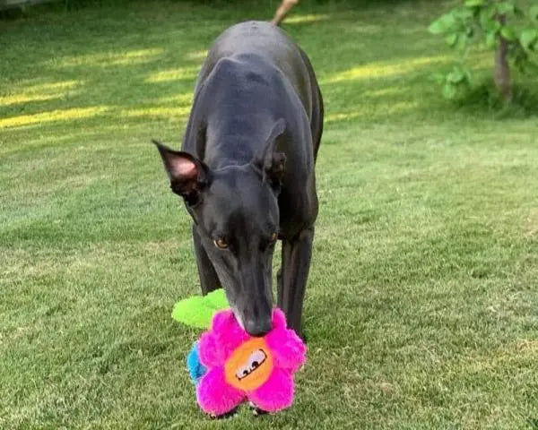 Cycle Dog USA Duraplush Unstuffed Potted Plants