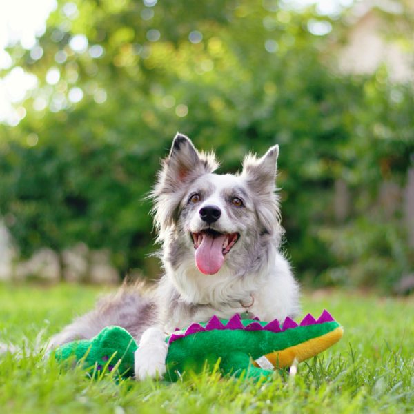 ZippyPaws Grunterz Plush Dog Toy, Alvin the Alligator