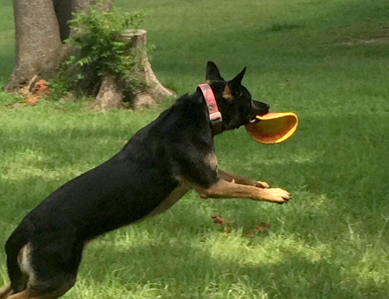 RuffDawg USA K9 Flyer Rubber Frisbee Dog Toy