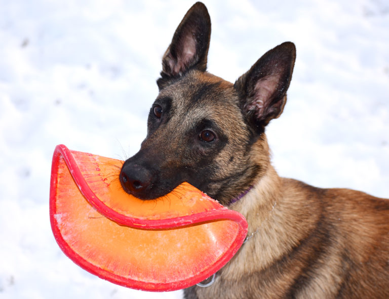 RuffDawg USA K9 Flyer Rubber Frisbee Dog Toy