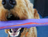 RuffDawg USA Rubber Retrieving Crunch Stick Dog Toy, Assorted