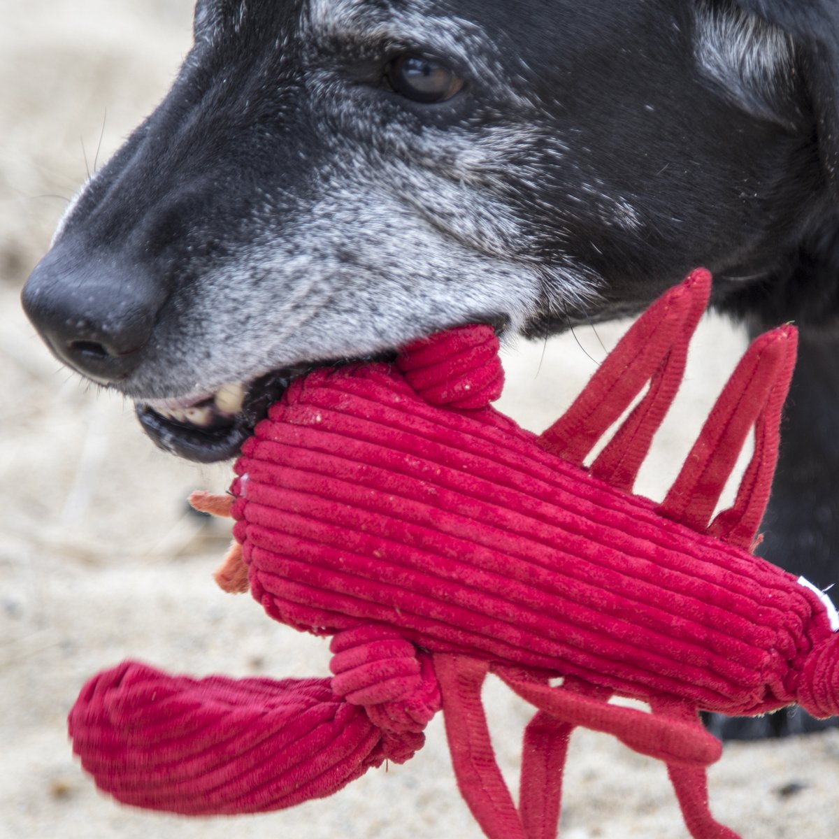 HuggleHounds Knottie Durable Squeaky Plush Dog Toy, Lobsta