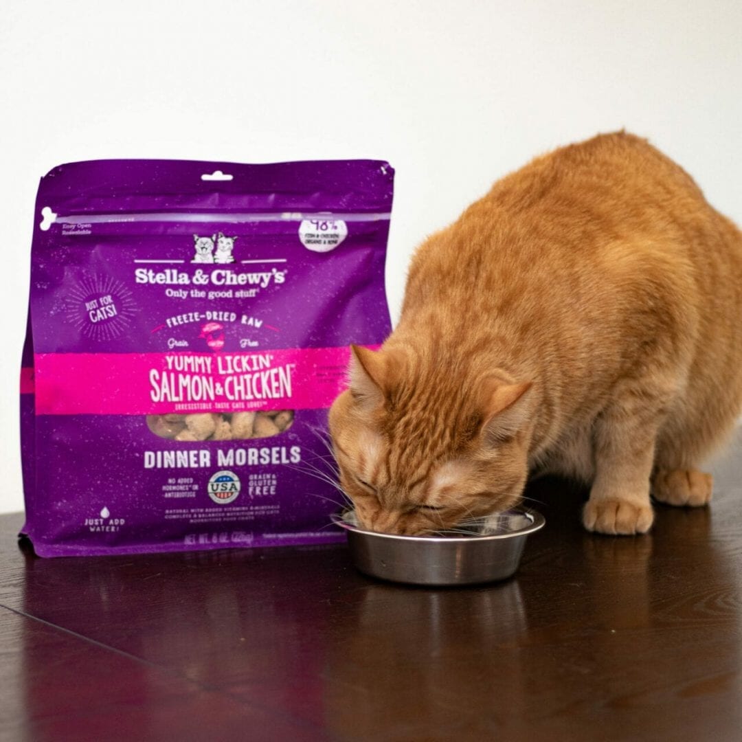 cat food chewy Stella & Chewy's Yummy Lickin Salmon & Chicken Freeze Dried Cat Food