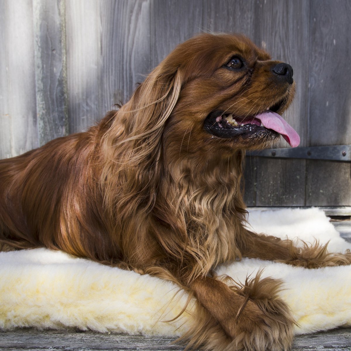 HuggleHounds HuggleFleece Mat Dog Bed, Natural
