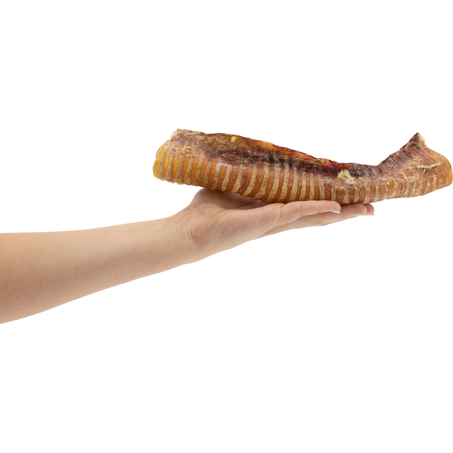 BarkNBig USA Beef Trachea Dog Treat, 10-12in