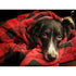 Tall Tails Red Hunter's Plaid Dog Blanket