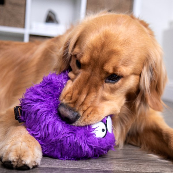 goDog Furballz Durable Squeaky Plush Dog Toy, Purple