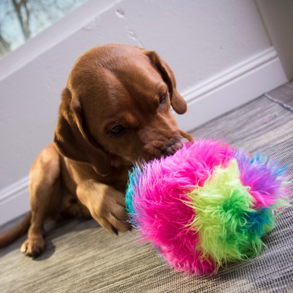 goDog Furballz Durable Squeaky Plush Dog Toy, Rainbow