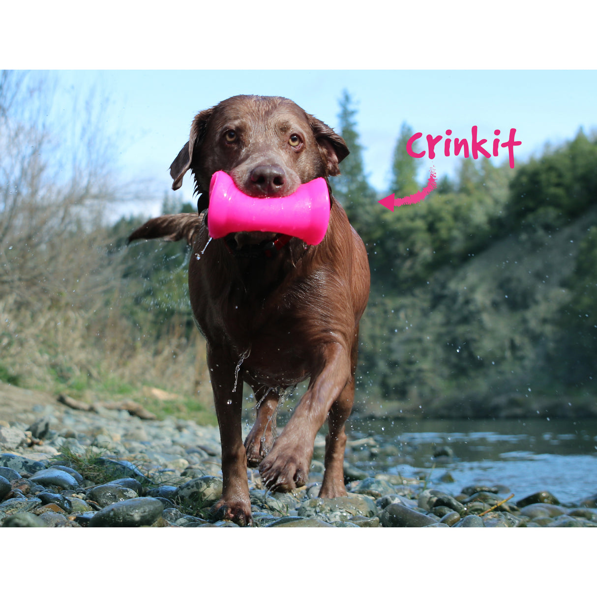 RuffDawg USA Crinkit Rubber Dog Toy, Assorted