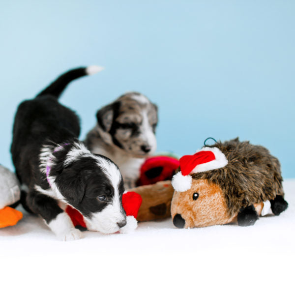 Zippy Paws Holiday Hedgehog Dog Toy, XLarge