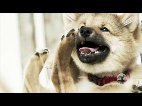 Redbarn Peanut Butter Filled Hoof Chew For Dogs