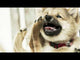 Redbarn Peanut Butter Filled Hoof Chew For Dogs