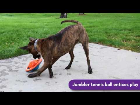 KONG Jumbler Ball Dog Toy, Assorted Colors