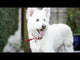 Redbarn Bully Springs Dog Chew