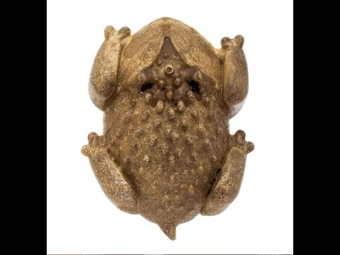 Redbarn Chew-A-Bulls Horned Toad Dental Chew For Dogs